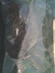 Set Of Motorola Inline Fuse Holder 0182779C01 N.o.s.. Fixed Price $24.00.