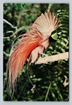 Ham Radio Qsl P29WT Papua New Guinea 1982 FT101Z 2EL Cubic Quad. Fixed Price $16.99.